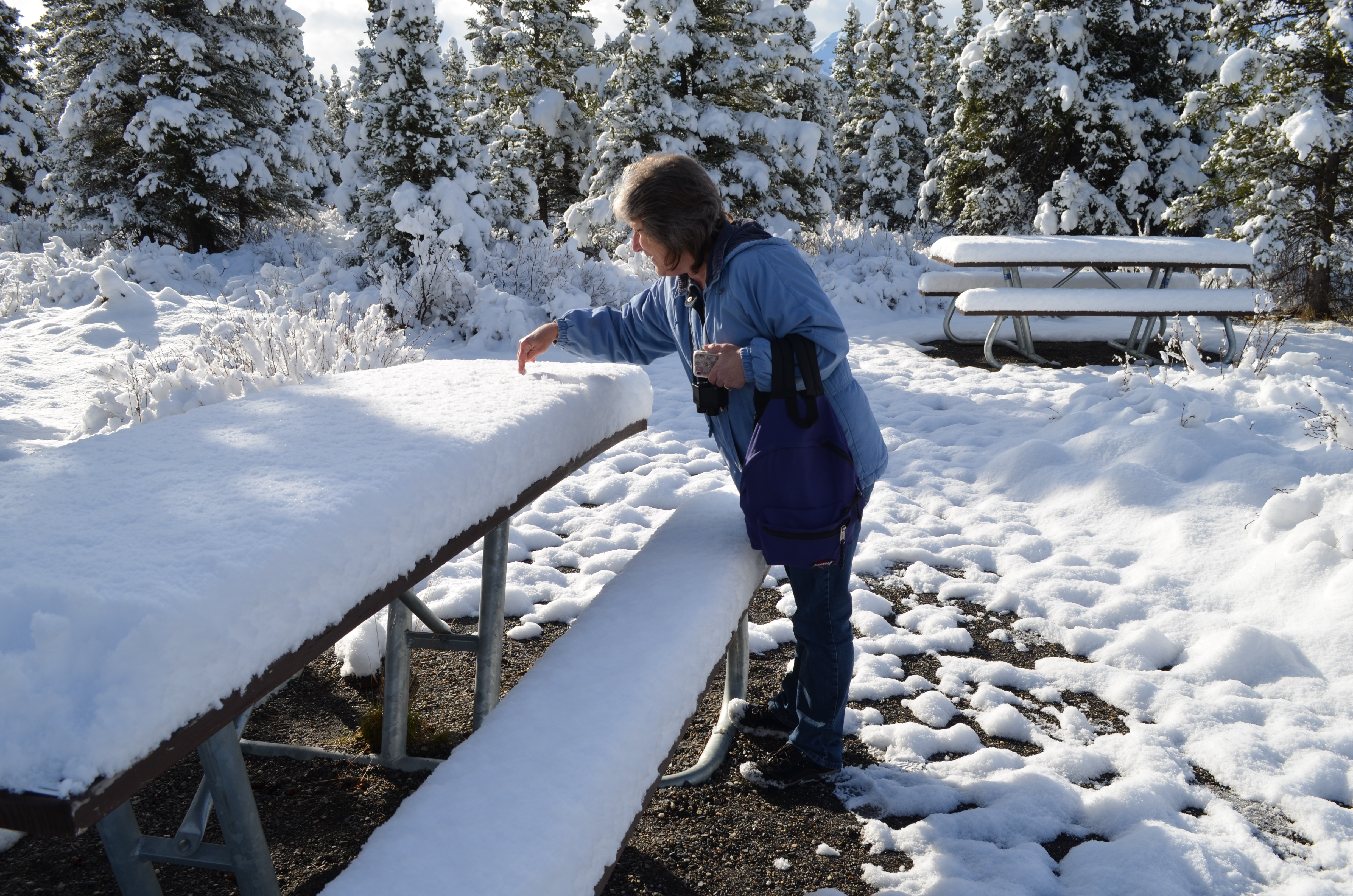 ./2017/08 - Alaska Cruise/03 - Denali/DSC_0260.JPG